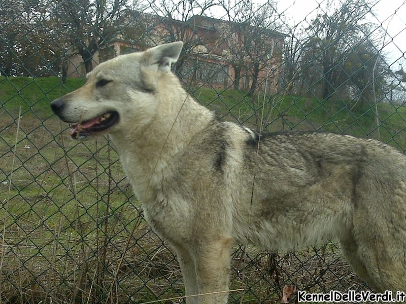 cane-lupo-cecoslovacco-135