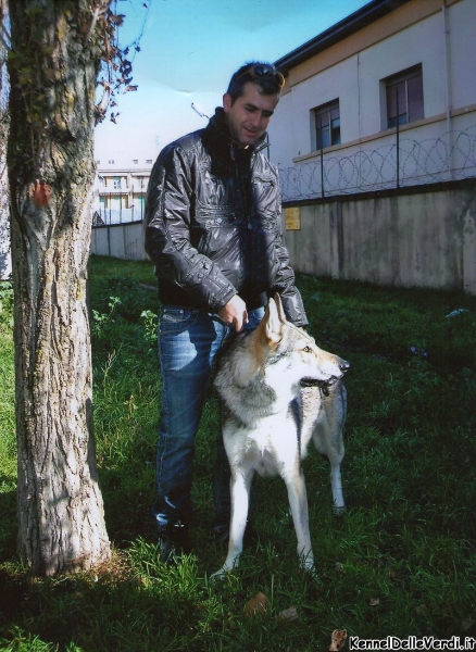 cane-lupo-cecoslovacco-93