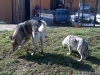 cane-lupo-cecoslovacco-151