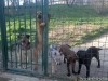 cane-lupo-cecoslovacco-69