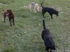 cane-lupo-cecoslovacco-91