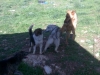 cane-lupo-cecoslovacco