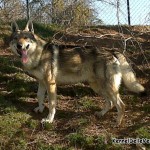 Cane Lupo Cecoslovacco - Floyd Red Crow