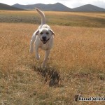 Labrador Retriever - Teseo