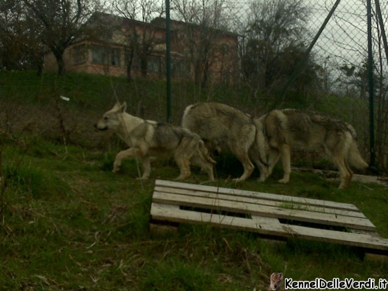 cane-lupo-cecoslovacco-132