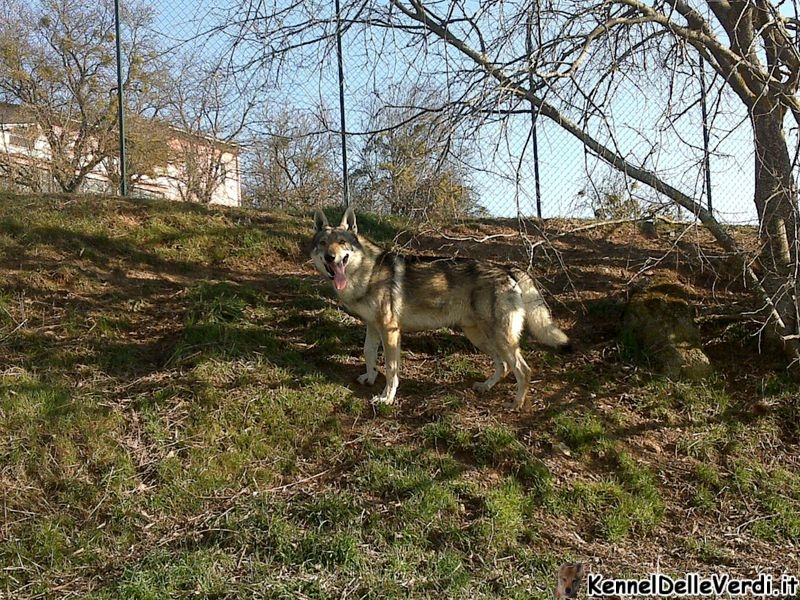 cane-lupo-cecoslovacco-147