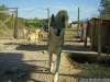 Cane Lupo Cecoslovacco