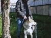 cane-lupo-cecoslovacco-93