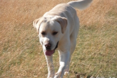 Labrador Retriever